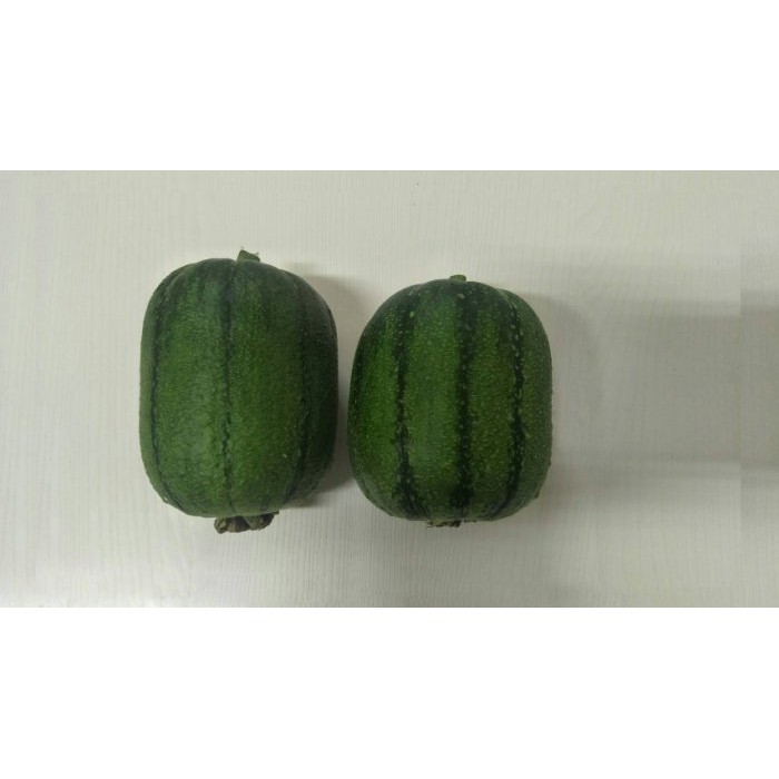 【蔬菜種子S206】黑金剛絲瓜~ 生育強健，瓜實短筒型，果皮深綠條紋，果長約18公分，果重約500~600公克，結果力強