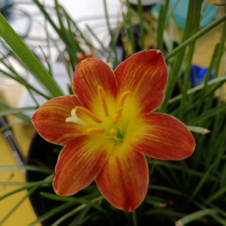 進口風雨蘭Z. Crimson Sunset 深紅日落開花球3球一組200元
