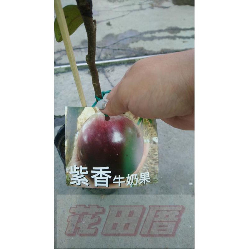 花田厝_季節水果--紫香牛奶果--新品種4吋盆高30-50公分