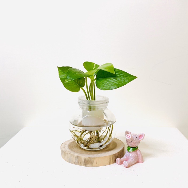 水耕黃金葛 含植物 玻璃瓶 水耕植物 懶人盆栽 水耕盆栽 水耕栽培 室內水培 魚菜共生 黃金葛 蝦皮購物
