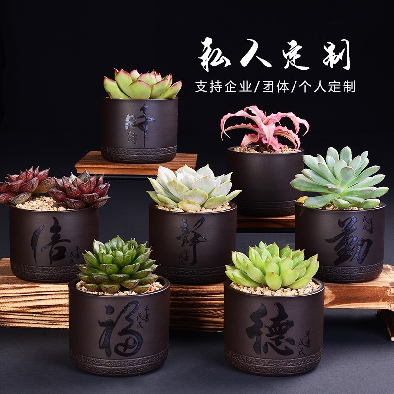 土培容器創意花盆紫砂多肉花盆陶瓷批發植物小創意定制粗陶透氣簡約家用特價肉肉盆 蝦皮購物