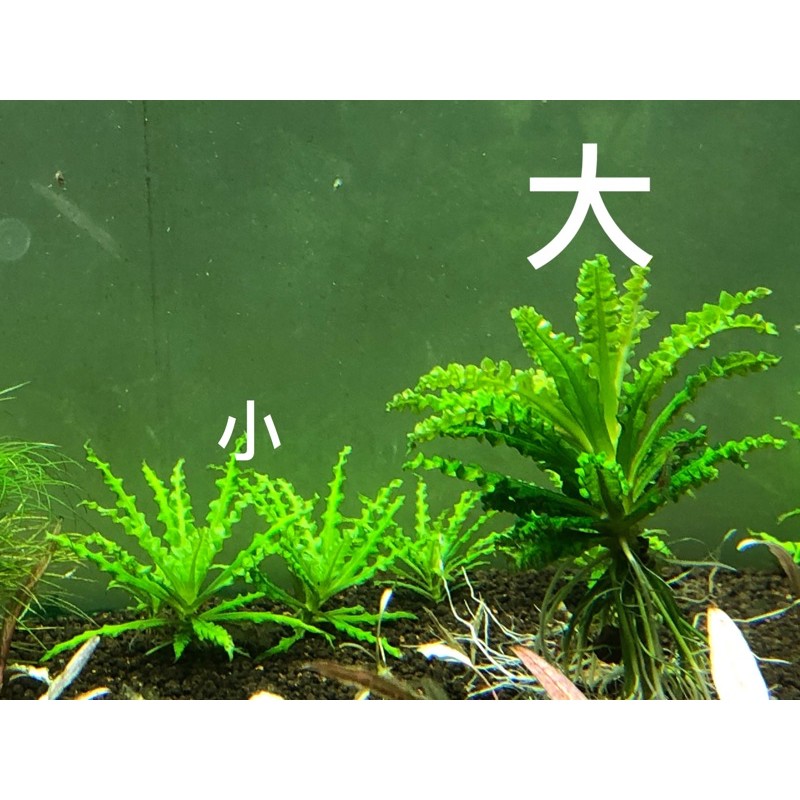 水草控 噴泉太陽噴太水中葉水草前景草 蝦皮購物