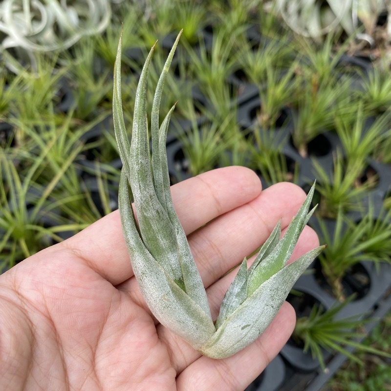 空氣鳳梨 紅女王頭 Tillandsia paucifolia / circinatta
