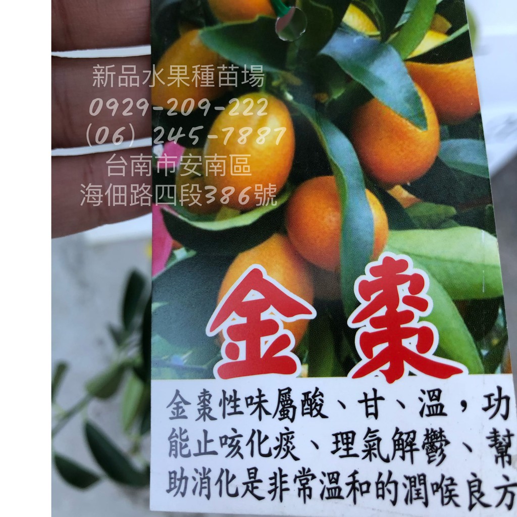 金棗苗 食療或觀賞用 盆可種 金棗金柑柑橘類水果苗嫁接苗 新品水果種苗場 蝦皮購物