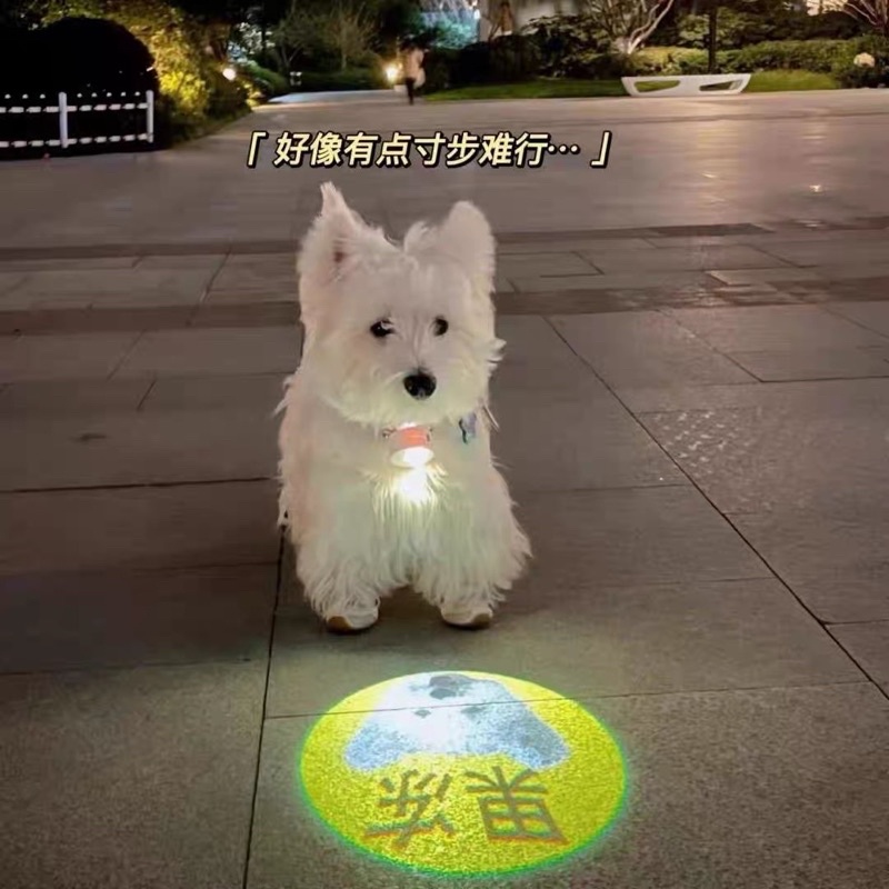 超夯的客制化狗狗LED頭像燈晚上溜狗神器遛狗達人安全遛狗