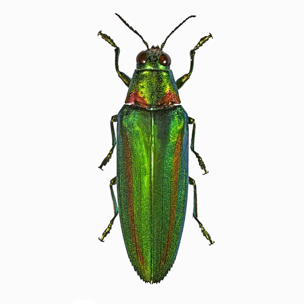 免運 吉丁標本chrysochroa Rajah Thailandica七彩吉丁昆蟲標本街角的小鋪 蝦皮購物