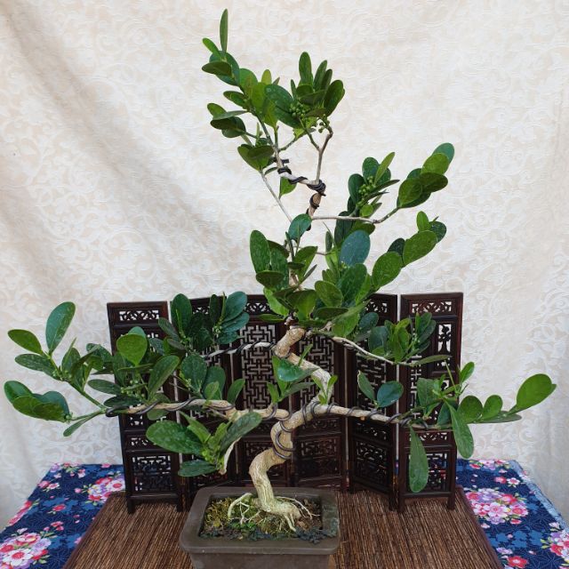 雅舍盆栽 山柑 蝦皮購物
