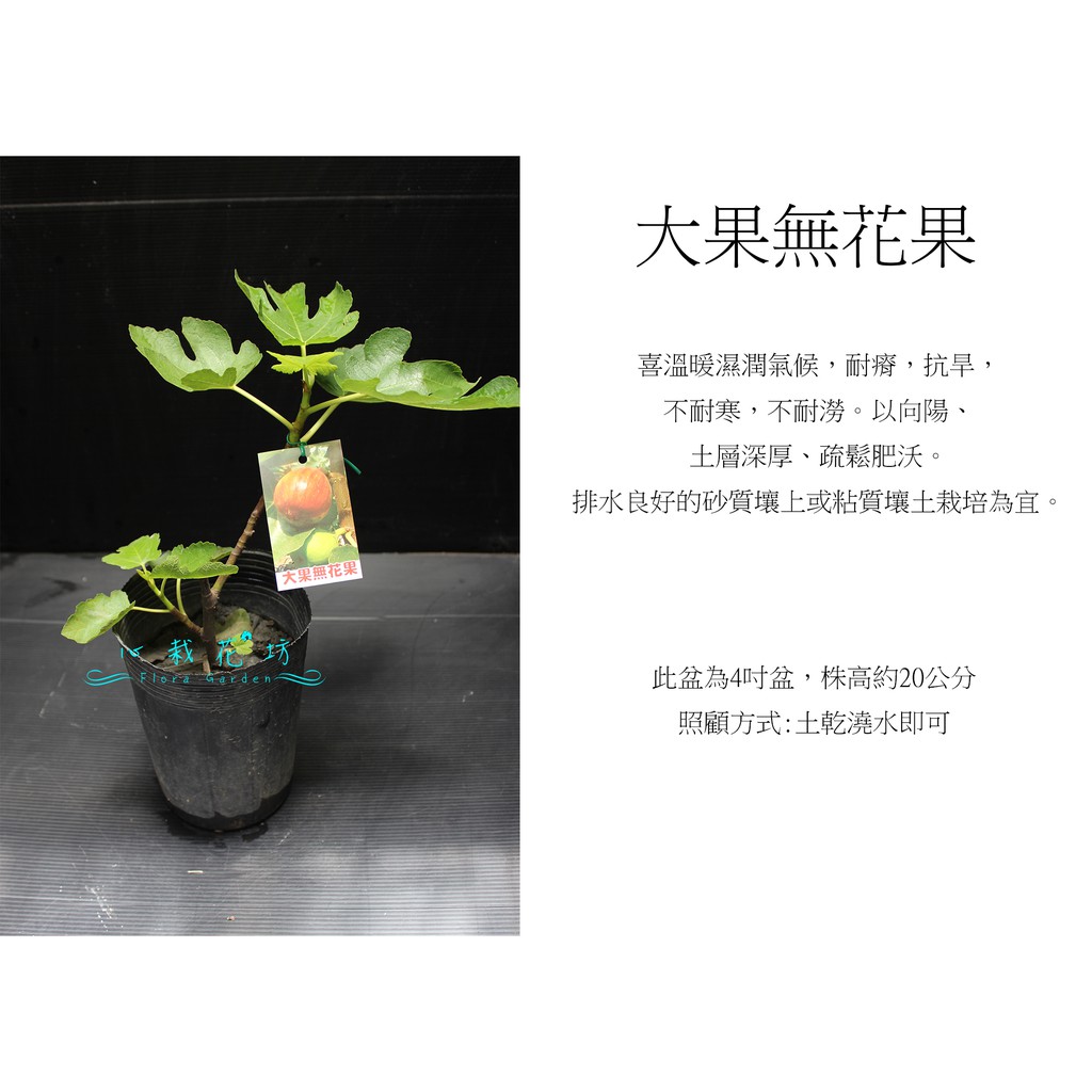 心栽花坊-心栽花坊-大果無花果/4吋/無花果/水果苗/售價150特價120