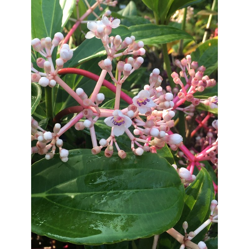525生態植物園 臺灣野牡丹藤 蝦皮購物