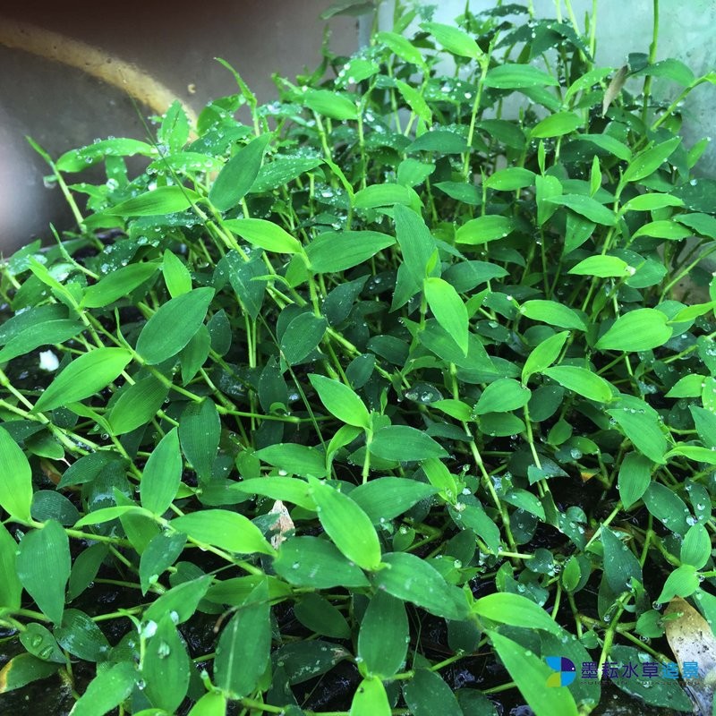 墨耘水草 泡泡龍 水上葉 10株 30元中景 蝦皮購物