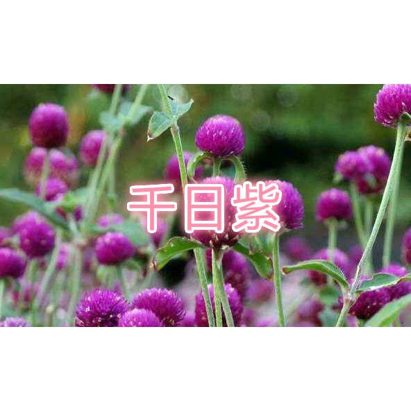 觀賞谷子狼尾草火炬花大花千日紅千日紫觀賞棉花蛇鞭菊種子 蝦皮購物