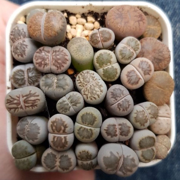 多肉植物石頭玉 Ptt Dcard討論與高評價網拍商品 21年11月 飛比價格