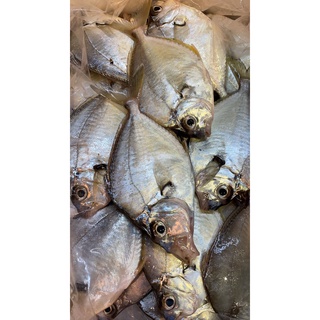 板橋阿禧鮮魚行三角魚金錢魚三角仔 蝦皮購物