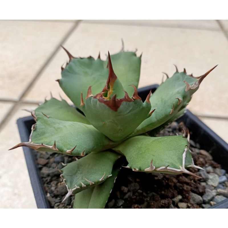太妃糖嚴龍agave龍舌蘭多肉植物 蝦皮購物