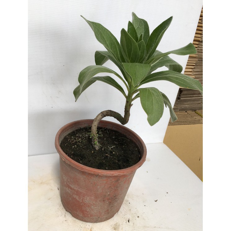 花囍園 喬木觀賞植物 白水木 紫草科 適應性強 6吋高約10 cm 蝦皮購物