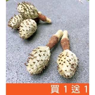 《好枝子 Good Branch》洋玉蘭 未熟果 買1送1 乾燥種子 乾燥花 種子 果實 花材 植物裝飾 手作DIY花材