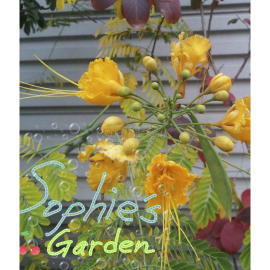 黃 紅蝴蝶 蛺蝶花 金鳳花 木本植物 花海型植物 耐旱耐熱 容易養護 蝦皮購物