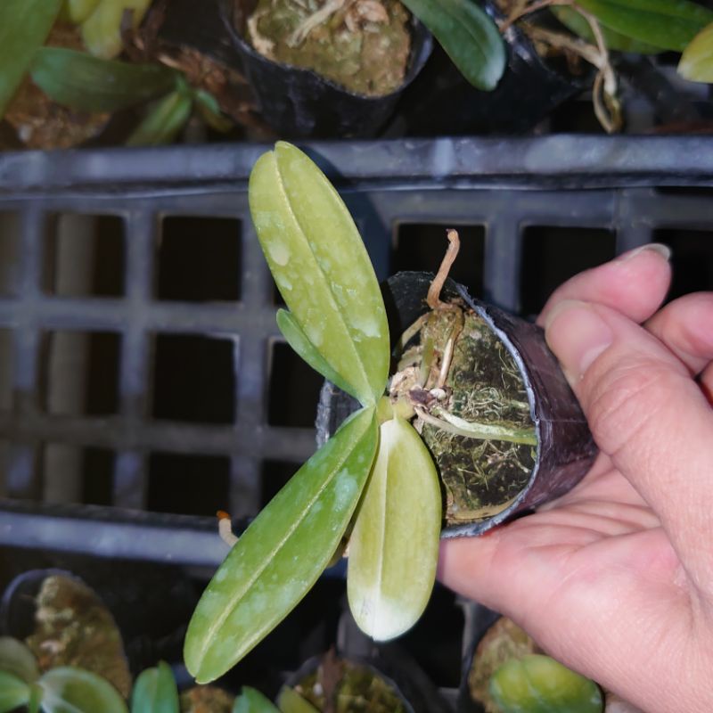 風蘭Aerangis articulata