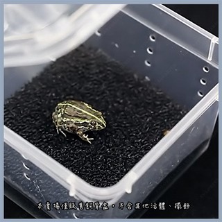 角蛙飼育盒 優惠推薦 22年9月 蝦皮購物台灣