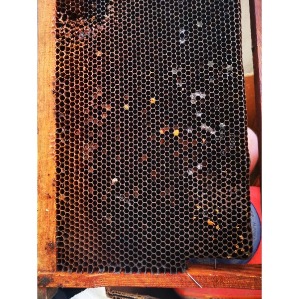 新鮮現拆的蜂巢片 養臘蟲 繁殖蠟蟲 內含少許蜂蜜