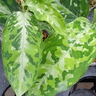 迷彩 粗肋草 Aglaonema pictum tricolor 雨林 觀葉 斑葉 網紅 IG 室內 植物 小李植栽