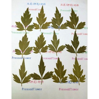 名稱模具館 順峰風船葛倒地鈴滴膠干花diy手工花材植物教學標本押花 蝦皮購物