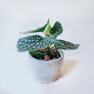 盆空間・斑葉秋海棠 室內觀賞植物綠化盆栽植栽 水泥盆 3吋-4.5吋盆/比利時環保盆