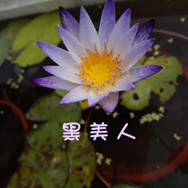 睡蓮 子母蓮 黑美人 蝦皮購物