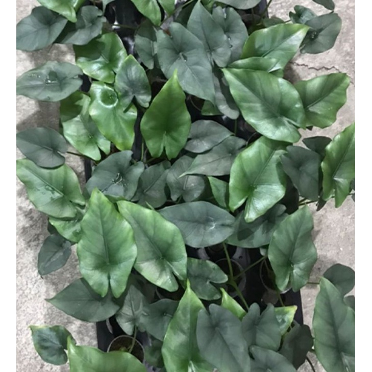 熊貓購物 法里西觀音蓮 買8送1 Alocasia farisii 觀音蓮