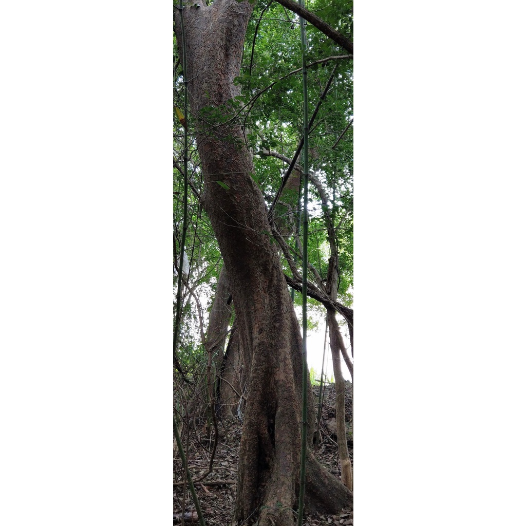 櫸木 紅雞油 榔榆 大型庭園樹