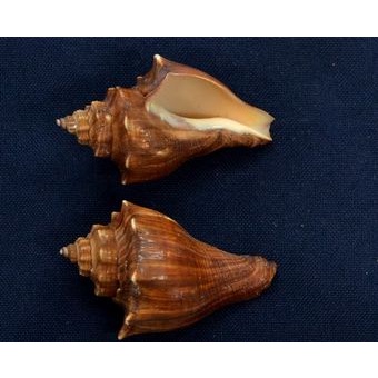 【SHELL23】印度洋黑香螺(大)6cm以上)-貝殼標本/室內擺設/收藏送禮/水族擺設/圖鑑教學/天然貝殼//貝殼23
