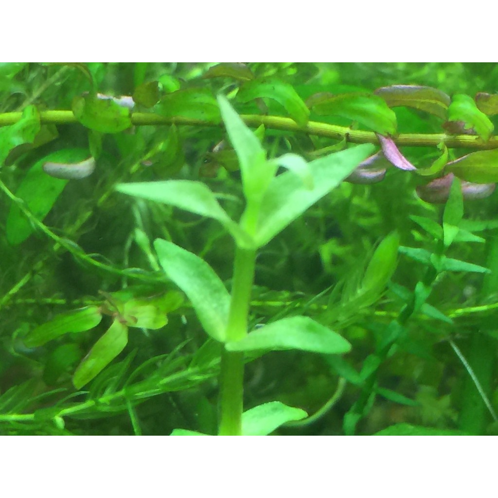 水上葉的價格推薦第2 頁 21年6月 比價比個夠biggo