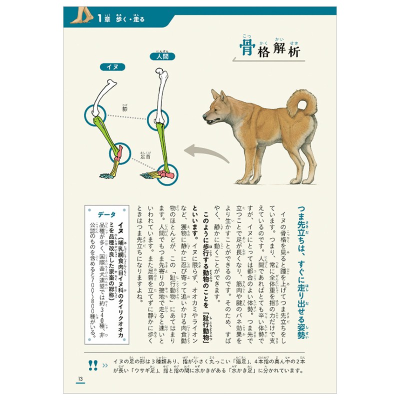 現貨 骨架對比川崎悟司動物圖鑒骨骼繪圖插圖進口日文進口圖書 蝦皮購物