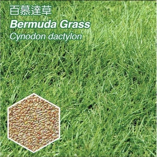 百慕達草【草種子】百慕達草 每包1公斤 草籽（附種植說明書）狗牙根 絆根草 鐵線草 產地：美國 藥劑處理：有