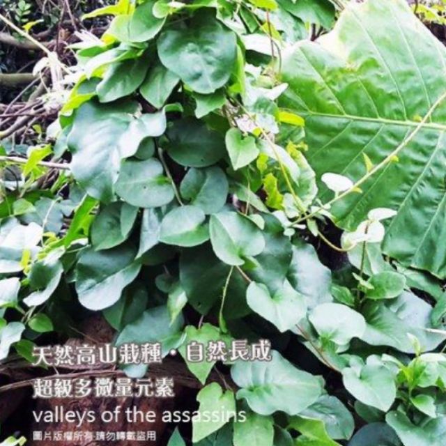 無農藥 川七苗 ，皇宮菜 洋落葵 落葵薯 馬德拉藤 藤三七 藤七 | 蝦皮購物