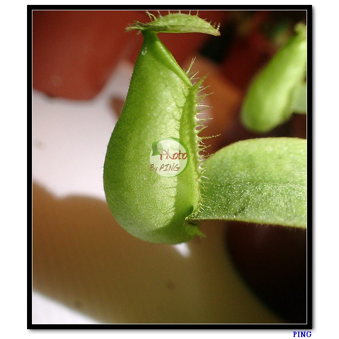 ★PING樂園★ 食蟲植物 豬籠草 綠蘋果 (N. ampullaria var. green)