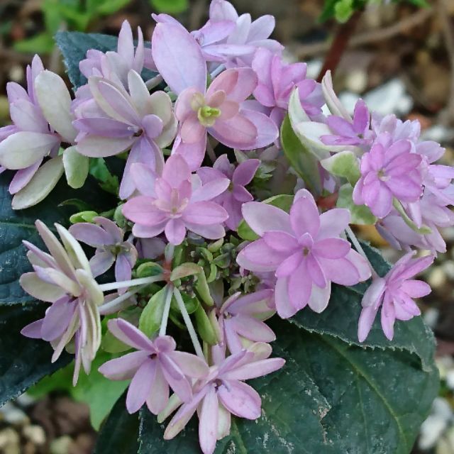日本紫陽花 坊ケ鶴紫八重 蝦皮購物