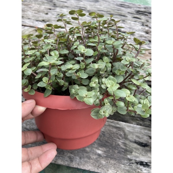519uncle Ⓤ 多肉植物【怡心草 滿盆 】腰子草 多肉進口 組盆 療癒植物 519大叔的多肉園