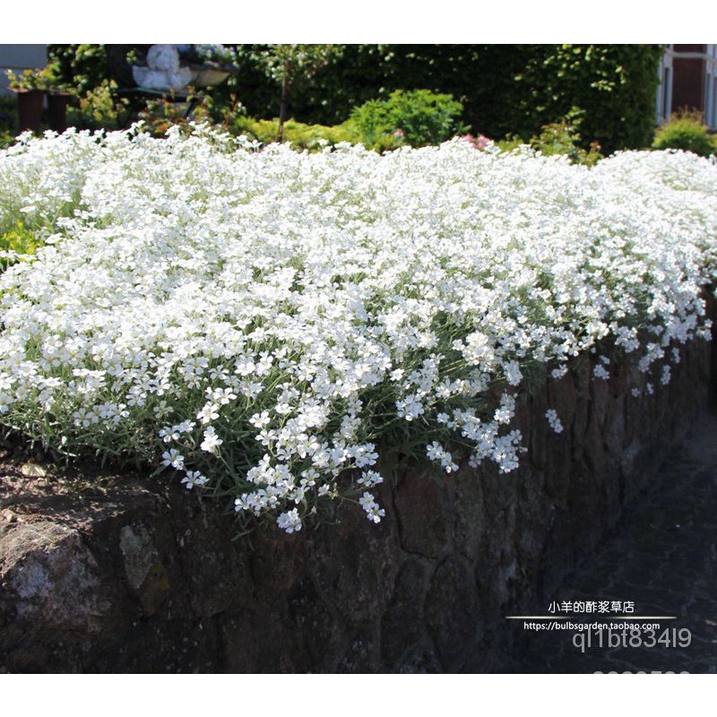 花芊草園藝 種子 多年生宿根多年生植物夏雪草10粒進口花卉種子專賣 蝦皮購物