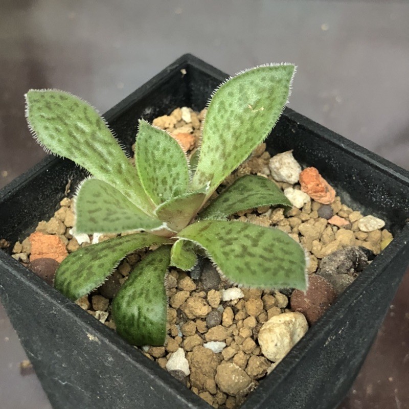 0 花簪熊多肉植物5 26 Beecost