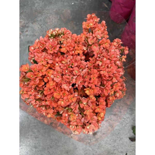 霏霏園藝長壽花長年開一棵1元5吋盆 蝦皮購物