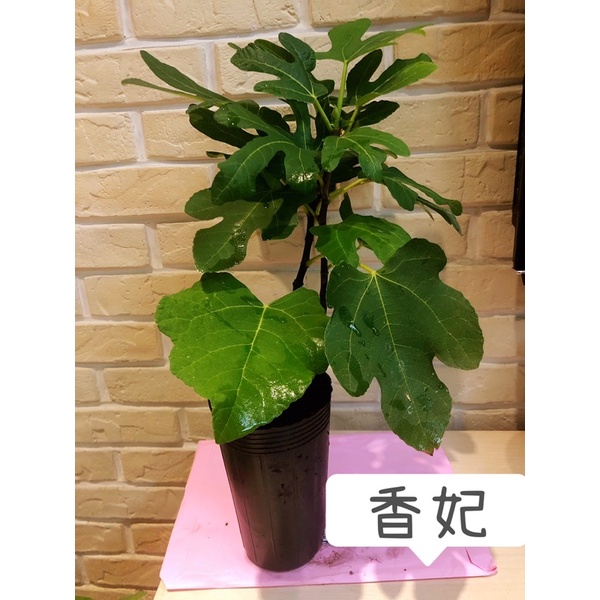 香妃無花果阡插苗2.8寸加高黑軟盆