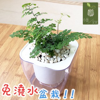 【現貨】【小品文化】鐵線蕨 4吋透明懶人盆栽觀葉植物 室內植物 自動吸水 水培 創意花盆 居家辦公盆花 種子 鐵絲草