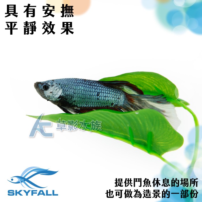 【AC草影】SKYFALL 天賞 鬥魚休息室【一個】鬥魚的床 半月鬥魚 馬尾鬥魚 鬥魚躲藏 鬥魚家