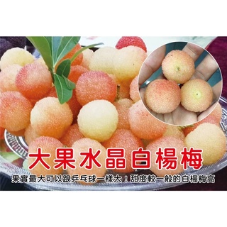 ★綠霖園藝★大果水晶白楊梅靠接苗高度50公分 水果樹苗/新興果樹/果苗/嫁接/植物/盆栽