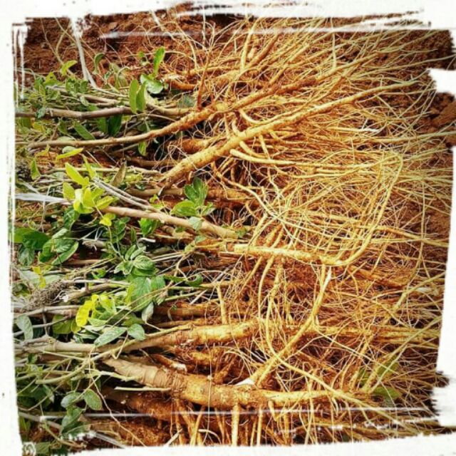 新鮮現採九尾草 狗尾草 通天草 預計2 4 才有出貨 採7 11冷凍店到店 蝦皮購物