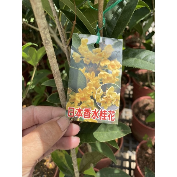 霏霏園藝日本黃金香水桂花8吋盆特價一棵400元高度有100公分高