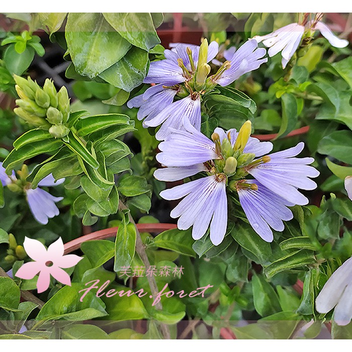 芙菈朵森林 香水藍蝶 藍唇花 5吋盆 季節花卉 觀花植物