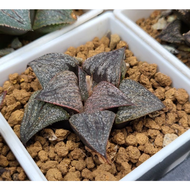 白熊爺 Shop 鈴木美艷壽美艷壽百合科多肉植物三寸盆 蝦皮購物