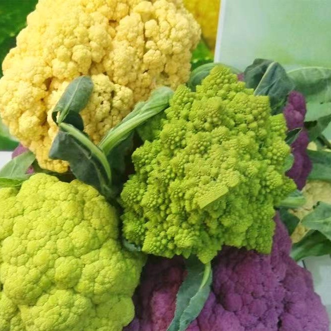 紫色花椰菜的價格推薦 22年4月 比價比個夠biggo